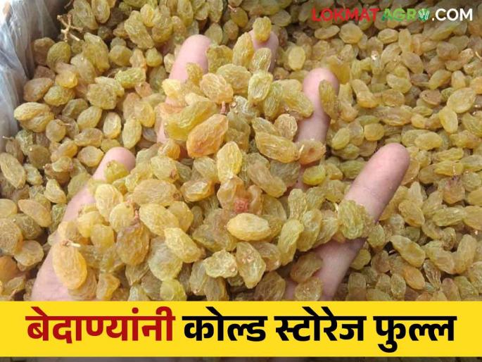 Bedana Market: This year, 2 lakh tones of grape raisin storage in the state and there is no place to store raisin cold storage full | Bedana Market: यंदा राज्यात २ लाख टन बेदाणा पडून माल ठेवायलाही जागा नाही Bedana Market: This year, 2 lakh tones of grape raisin storage in the state and there is no place to store raisin cold storage full | Bedana Market: यंदा राज्यात २ लाख टन बेदाणा पडून माल ठेवायलाही जागा नाही