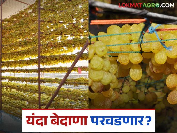 Bedana Nirmiti : Grape grower farmers growing tendency towards producing grape raisins; Will raisins be affordable this year? | Bedana Nirmiti : द्राक्ष बागायतदारांचा बेदाणा तयार करण्याकडे वाढता कल; यंदा बेदाणा परवडणार? Bedana Nirmiti : Grape grower farmers growing tendency towards producing grape raisins; Will raisins be affordable this year? | Bedana Nirmiti : द्राक्ष बागायतदारांचा बेदाणा तयार करण्याकडे वाढता कल; यंदा बेदाणा परवडणार?