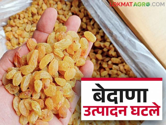 Sangli Bedana : This taluka famous for its Bedana raisins has seen a big drop in production this year | Sangli Bedana : बेदाण्यासाठी प्रसिद्ध असणाऱ्या या तालुक्यात यंदा बेदाणा उत्पादनात झाली मोठी घट Sangli Bedana : This taluka famous for its Bedana raisins has seen a big drop in production this year | Sangli Bedana : बेदाण्यासाठी प्रसिद्ध असणाऱ्या या तालुक्यात यंदा बेदाणा उत्पादनात झाली मोठी घट