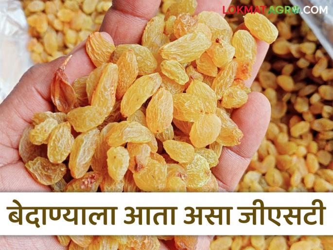 GST-exempt currants go into cold storage, but GST is levied; what's the deal? Read in detail | जीएसटीमुक्त केलेला बेदाणा कोल्ड स्टोरेज मध्ये गेला की लागतोय जीएसटी; कसा काय? वाचा सविस्तर GST-exempt currants go into cold storage, but GST is levied; what's the deal? Read in detail | जीएसटीमुक्त केलेला बेदाणा कोल्ड स्टोरेज मध्ये गेला की लागतोय जीएसटी; कसा काय? वाचा सविस्तर