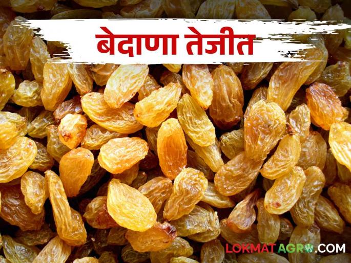 Raisin production in the state up to 2.25 lakh tons; market rate is increased | Raisin राज्यात सव्वादोन लाख टनांपर्यंत बेदाण्याचे उत्पादन; दरात तेजी Raisin production in the state up to 2.25 lakh tons; market rate is increased | Raisin राज्यात सव्वादोन लाख टनांपर्यंत बेदाण्याचे उत्पादन; दरात तेजी