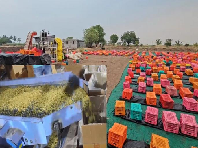 Currant netting machine boosts economy in drought hit areas Sangli | Sangli: बेदाणा नेटिंग मशीनने दुष्काळी भागात अर्थकारणाला गती; वेळ, श्रमात बचत Currant netting machine boosts economy in drought hit areas Sangli | Sangli: बेदाणा नेटिंग मशीनने दुष्काळी भागात अर्थकारणाला गती; वेळ, श्रमात बचत