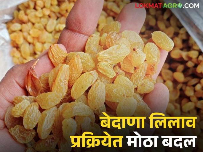 A big decision for the benefit of farmers was taken in the Solapur Market Committee for the auction of currants; Know the details | सोलापूर बाजार समितीत बेदाणा लिलावासाठी झाला शेतकऱ्यांच्या फायद्याचा मोठा निर्णय; जाणून घ्या सविस्तर