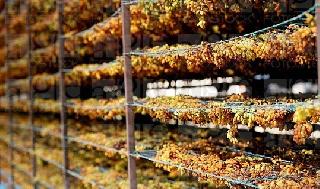 One and a half lakh tonnes of raisins fell due to lack of bargain; Farmers in crisis | सौद्याअभावी दीड लाख टन बेदाणा पडून; शेतकरी संकटात One and a half lakh tonnes of raisins fell due to lack of bargain; Farmers in crisis | सौद्याअभावी दीड लाख टन बेदाणा पडून; शेतकरी संकटात