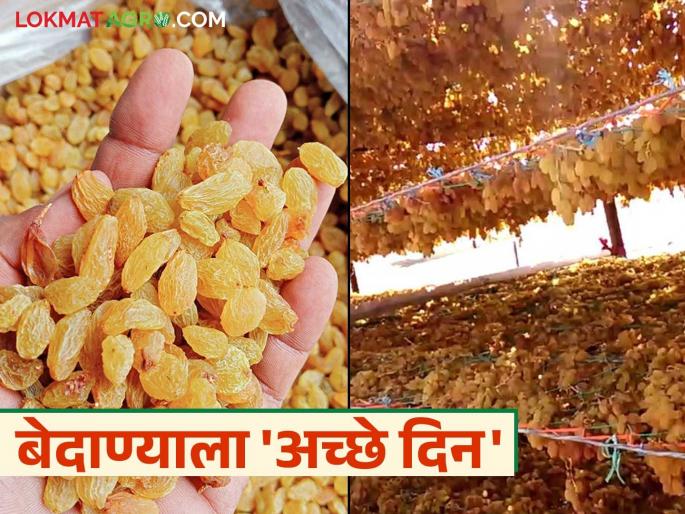 Bedana Bajar Bhav : This year is expected to be a boom for currant producers; How are you getting the price? | Bedana Bajar Bhav : यंदाचे वर्ष बेदाणा उत्पादकांसाठी तेजीत राहण्याचे संकेत; दरात झाली मोठी वाढ Bedana Bajar Bhav : This year is expected to be a boom for currant producers; How are you getting the price? | Bedana Bajar Bhav : यंदाचे वर्ष बेदाणा उत्पादकांसाठी तेजीत राहण्याचे संकेत; दरात झाली मोठी वाढ