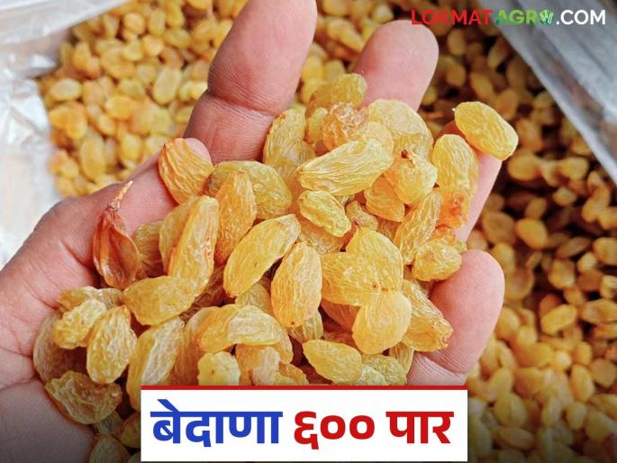 Bedana Bajar Bhav : The farmer from Karakamba got the highest price for his raisins bedana at the Pandharpur Market Committee | Bedana Bajar Bhav : करकंब येथील शेतकऱ्याच्या बेदाण्याला पंढरपूर बाजार समितीत मिळाला सर्वाधिक दर