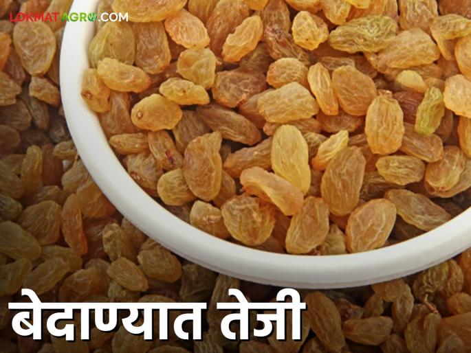 Bedana Market Sangli : 180 tons of raisins arrived in the Sangli market yard at the beginning of the bedana auction rate will be incraese | Bedana Market Sangli : बेदाणा सौद्याच्या सुरवातीलाच सांगली मार्केट यार्डात १८० टन बेदाण्याची आवक दरात झाली वाढ Bedana Market Sangli : 180 tons of raisins arrived in the Sangli market yard at the beginning of the bedana auction rate will be incraese | Bedana Market Sangli : बेदाणा सौद्याच्या सुरवातीलाच सांगली मार्केट यार्डात १८० टन बेदाण्याची आवक दरात झाली वाढ