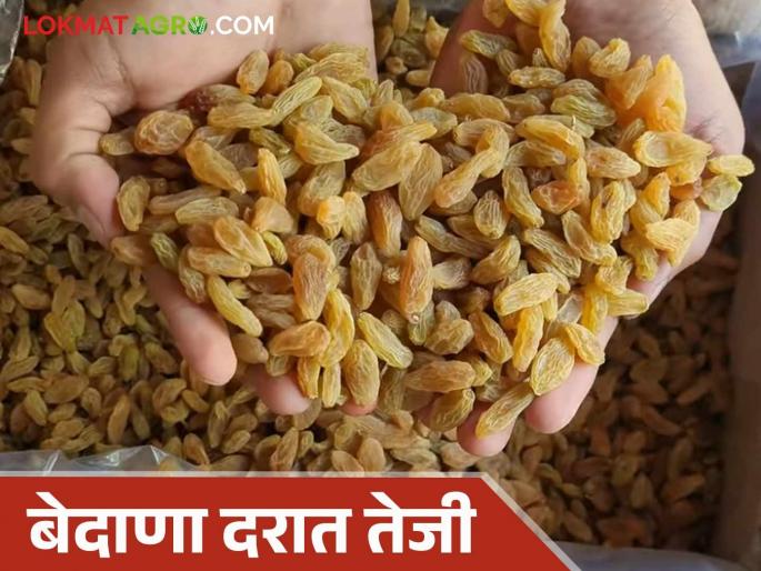 Bedana Bajar Bhav : Increase in the price of raisins in Sangli market; How much is the price of which raisins? | Bedana Bajar Bhav : सांगली मार्केटमध्ये बेदाण्याच्या दरात वाढ; कोणत्या बेदाण्याला किती दर? Bedana Bajar Bhav : Increase in the price of raisins in Sangli market; How much is the price of which raisins? | Bedana Bajar Bhav : सांगली मार्केटमध्ये बेदाण्याच्या दरात वाढ; कोणत्या बेदाण्याला किती दर?