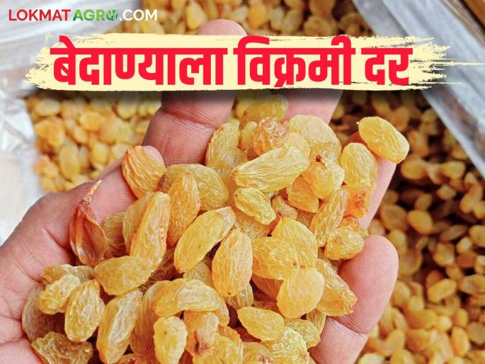 Bedana Bajar Bhav : This year, the price of raisins has increased significantly; The price is Rs 401 per kg in the Solapur market | Bedana Bajar Bhav : यंदा बेदाणा बाजारभावात चांगलीच झळाळी; सोलापूर बाजारात प्रतिकिलो ४०१ रुपयांचा दर Bedana Bajar Bhav : This year, the price of raisins has increased significantly; The price is Rs 401 per kg in the Solapur market | Bedana Bajar Bhav : यंदा बेदाणा बाजारभावात चांगलीच झळाळी; सोलापूर बाजारात प्रतिकिलो ४०१ रुपयांचा दर