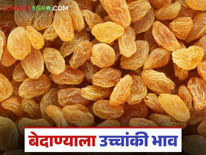 Bedana auction start in Solapur Market Committee; How did the first auction get the price? Read in detail | सोलापूर बाजार समितीत बेदाणा सौद्याला सुरवात; पहिल्या लिलावाला कसा मिळाला दर? वाचा सविस्तर Bedana auction start in Solapur Market Committee; How did the first auction get the price? Read in detail | सोलापूर बाजार समितीत बेदाणा सौद्याला सुरवात; पहिल्या लिलावाला कसा मिळाला दर? वाचा सविस्तर