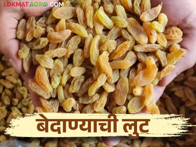 The raisin wastage at time auction trader got good money, farmers loss thousands tons per year | बेदाणा उधळणीतून अडते मालामाल, उत्पादकांना वर्षाला हजार टनाचा फटका The raisin wastage at time auction trader got good money, farmers loss thousands tons per year | बेदाणा उधळणीतून अडते मालामाल, उत्पादकांना वर्षाला हजार टनाचा फटका