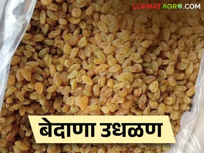 Tasgoan Bedana Market: Stop the 80 percent wastage of grape raisins during auction in Tasgaon market | Tasgoan Bedana Market : तासगाव बाजारामधील ८० टक्के बेदाणा उधळण थांबली Tasgoan Bedana Market: Stop the 80 percent wastage of grape raisins during auction in Tasgaon market | Tasgoan Bedana Market : तासगाव बाजारामधील ८० टक्के बेदाणा उधळण थांबली