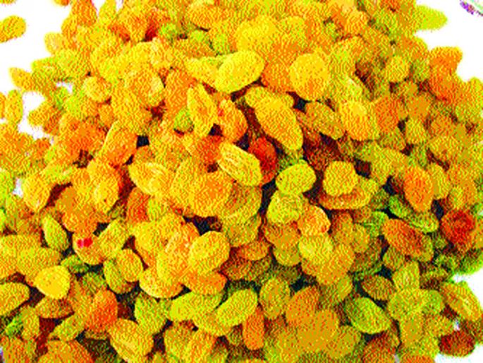 Sweeten the sales turnover with Diwali due to Diwali | दिवाळीमुळे बेदाण्याला विक्रमी उलाढालीचा गोडवा Sweeten the sales turnover with Diwali due to Diwali | दिवाळीमुळे बेदाण्याला विक्रमी उलाढालीचा गोडवा