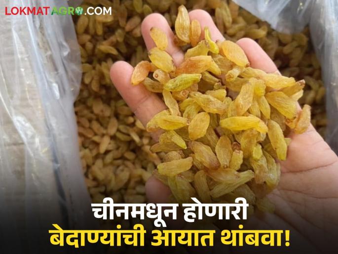 Latest news dcm Ajit Pawar's demand to stop import of kishmish bedane from China to central government | चीनमधून होणारी बेदाण्यांची आयात थांबवण्यासाठी मागणी कुणी केली? वाचा सविस्तर 