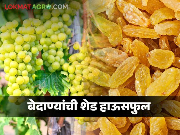 Grape prices dropped by merchants; We are saved by raisins.. What is the market price? | द्राक्षाचे दर व्यापाऱ्यांनी पाडले; आम्हाला बेदाण्याने तारले.. काय मिळतोय बाजारभाव Grape prices dropped by merchants; We are saved by raisins.. What is the market price? | द्राक्षाचे दर व्यापाऱ्यांनी पाडले; आम्हाला बेदाण्याने तारले.. काय मिळतोय बाजारभाव