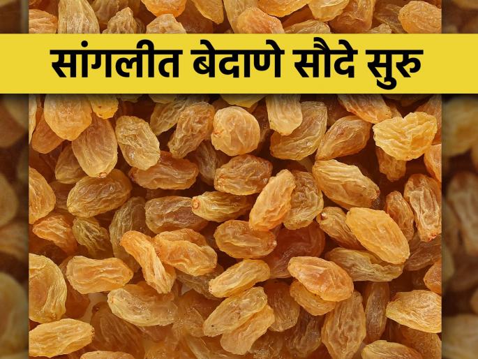Currant price raisins in sangli is Rs 100 to 180 per kg | सांगलीत बेदाण्याला प्रतिकिलो १०० ते १८० रुपये भाव Currant price raisins in sangli is Rs 100 to 180 per kg | सांगलीत बेदाण्याला प्रतिकिलो १०० ते १८० रुपये भाव