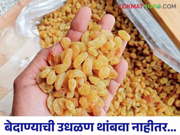 Looting continues in the Tasgaon Agricultural Produce Market Committee due to raisin auction time wastage | तासगाव कृषी उत्पन्न बाजार समितीत बेदाण्याच्या उधळणीतून लुट सुरूच Looting continues in the Tasgaon Agricultural Produce Market Committee due to raisin auction time wastage | तासगाव कृषी उत्पन्न बाजार समितीत बेदाण्याच्या उधळणीतून लुट सुरूच