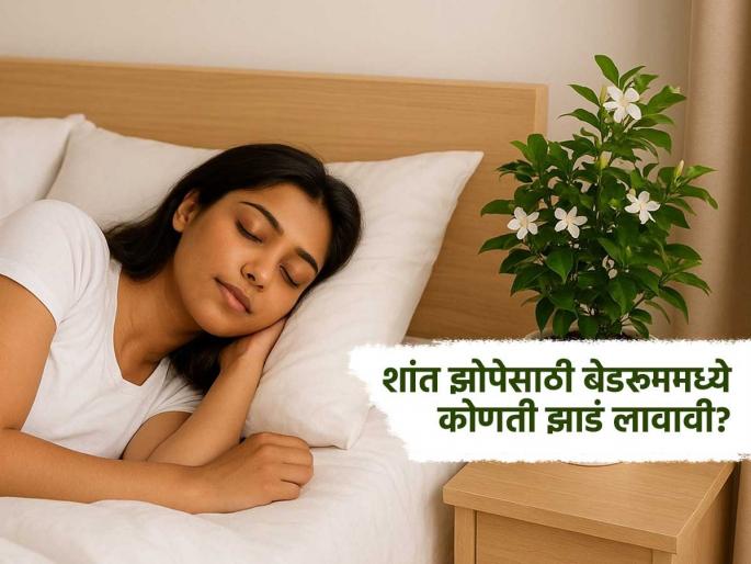 What plant is good for sleep in the bedroom | बेडरूममध्ये कोणती झाडी लावल्यानं लगेच येईल झोप, मन होईल शांत? पाहा कोणती ठरतील फायदेशीर