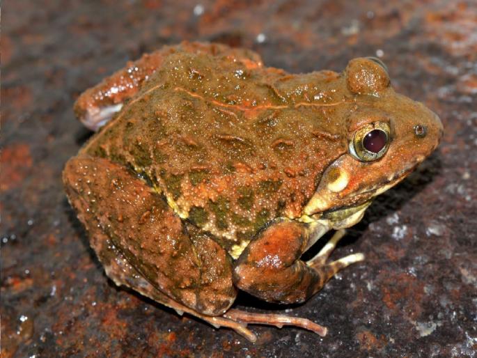 Local cricket frog found in Mahabaleshwar Adding to the biodiversity of the Western Ghats | महाबळेश्वरमध्ये आढळला प्रदेशनिष्ठ 'क्रिकेट फ्रॉग', पश्चिम घाटाच्या जैवविविधतेमध्ये भर Local cricket frog found in Mahabaleshwar Adding to the biodiversity of the Western Ghats | महाबळेश्वरमध्ये आढळला प्रदेशनिष्ठ 'क्रिकेट फ्रॉग', पश्चिम घाटाच्या जैवविविधतेमध्ये भर