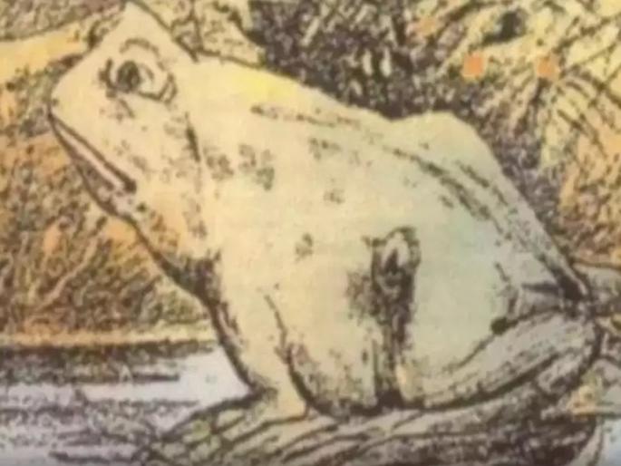 photo of frog but horse is hidden in it know what it says about your personality | शोधाल तर सापडेल! फोटो आहे बेडकाचा पण यात लपलाय घोडा, पाहा तुम्हाला शोधता येतोय का? photo of frog but horse is hidden in it know what it says about your personality | शोधाल तर सापडेल! फोटो आहे बेडकाचा पण यात लपलाय घोडा, पाहा तुम्हाला शोधता येतोय का?