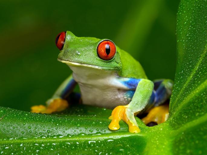 The story of the frog seen in the rainy season will teach a big lesson in life! | पावसाळ्यात दिसणाऱ्या बेडकाची गोष्ट शिकवेल आयुष्याचा मोठा धडा! The story of the frog seen in the rainy season will teach a big lesson in life! | पावसाळ्यात दिसणाऱ्या बेडकाची गोष्ट शिकवेल आयुष्याचा मोठा धडा!