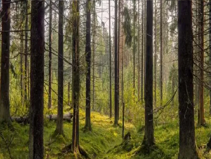 Optical illusion : Find frogg hidden in this picture; people failed to spot | Optical illusion: फोटोत लपलाय एक बेडूक, फक्त 10 टक्के लोक शोधू शकले, तुम्हीही ट्राय करा... Optical illusion : Find frogg hidden in this picture; people failed to spot | Optical illusion: फोटोत लपलाय एक बेडूक, फक्त 10 टक्के लोक शोधू शकले, तुम्हीही ट्राय करा...