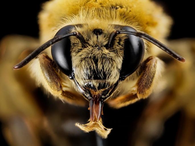 Bees attack family visiting Goddess 10 people injured incident in Sinhagad area | Bee Attack: देवीच्या दर्शनासाठी गेलेल्या कुटुंबावर मधमाशांचा हल्ला; १० जण जखमी, सिंहगड परिसरातील घटना Bees attack family visiting Goddess 10 people injured incident in Sinhagad area | Bee Attack: देवीच्या दर्शनासाठी गेलेल्या कुटुंबावर मधमाशांचा हल्ला; १० जण जखमी, सिंहगड परिसरातील घटना