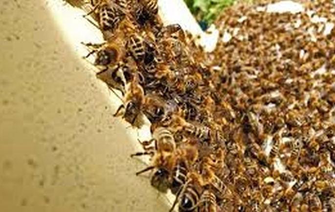 Farmer dies in bee attack | मधमाश्यांच्या हल्ल्यात शेतकऱ्याचा मृत्यू; एक जखमी Farmer dies in bee attack | मधमाश्यांच्या हल्ल्यात शेतकऱ्याचा मृत्यू; एक जखमी
