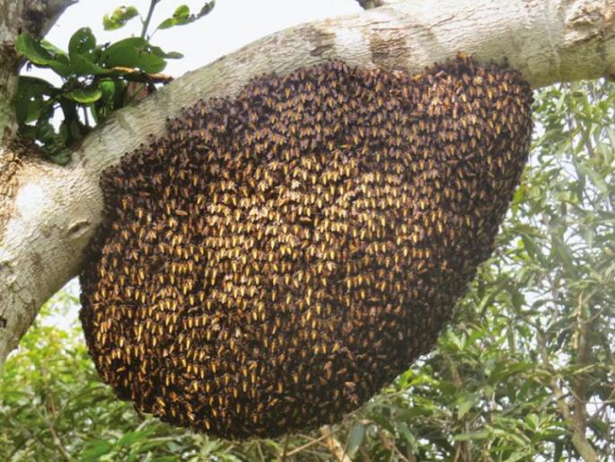 Bee attack during Ganesha immersion More than 150 civilians injured incident in Bhor taluka | गणेश विसर्जनादरम्यान मधमाशांचा हल्ला; १५० हुन अधिक नागरिक जखमी, भोर तालुक्यातील घटना Bee attack during Ganesha immersion More than 150 civilians injured incident in Bhor taluka | गणेश विसर्जनादरम्यान मधमाशांचा हल्ला; १५० हुन अधिक नागरिक जखमी, भोर तालुक्यातील घटना