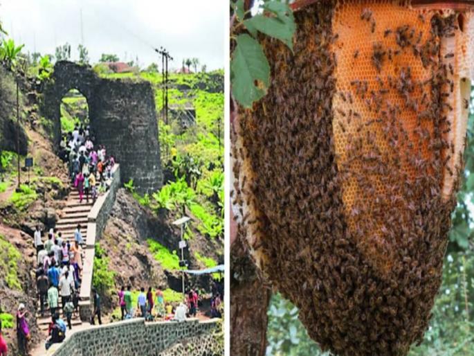 Tourists attacked by bees at Sinhagad Many young people were injured | Sinhagad Fort: सिंहगडावर पर्यटकांवर मधमाशांचा हल्ला; अनेक तरूण-तरूणी जखमी Tourists attacked by bees at Sinhagad Many young people were injured | Sinhagad Fort: सिंहगडावर पर्यटकांवर मधमाशांचा हल्ला; अनेक तरूण-तरूणी जखमी