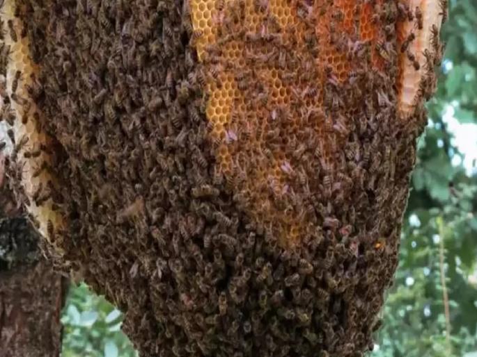 Seven injured including three children in bee attack | Sangli: मधमाश्यांच्या हल्ल्यात सात जण जखमी, तीन लहान मुलांचा समावेश Seven injured including three children in bee attack | Sangli: मधमाश्यांच्या हल्ल्यात सात जण जखमी, तीन लहान मुलांचा समावेश