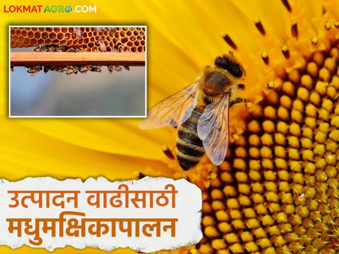 Madhumakshika Palan : Beekeeping increases the yield of which crops; Read in detail | Madhumakshika Palan : मधुमक्षिकापालनामुळे कोणत्या पिकात होतेय किती उत्पादन वाढ; वाचा सविस्तर Madhumakshika Palan : Beekeeping increases the yield of which crops; Read in detail | Madhumakshika Palan : मधुमक्षिकापालनामुळे कोणत्या पिकात होतेय किती उत्पादन वाढ; वाचा सविस्तर