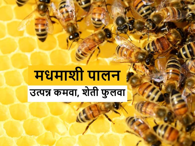 maharashtra agriculture farmer based side business honey Beekeeping agro based industry | मधमाशीपालनातून उद्योजक व्हा आणि वाढवा शेतीचे उत्पादनही maharashtra agriculture farmer based side business honey Beekeeping agro based industry | मधमाशीपालनातून उद्योजक व्हा आणि वाढवा शेतीचे उत्पादनही