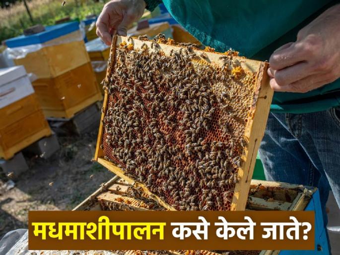 Earn money and become wealthy by keeping bees business best opportunity for farmers and youngsters | मधमाश्या पालन करून कमवा पैसे अन् व्हा मालामाल; अर्ज केला का? शेतकरी,तरुण पिढीला रोजगाराची संधी