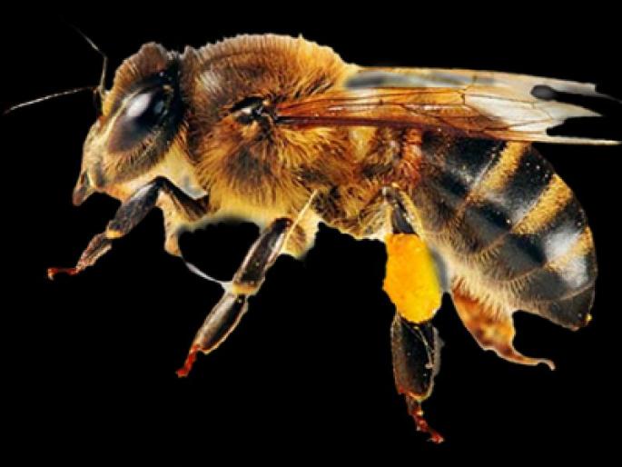 Attack of bees flies in Rajgad | राजगडावर मधमाश्यांचा पर्यटकांवर हल्ला Attack of bees flies in Rajgad | राजगडावर मधमाश्यांचा पर्यटकांवर हल्ला