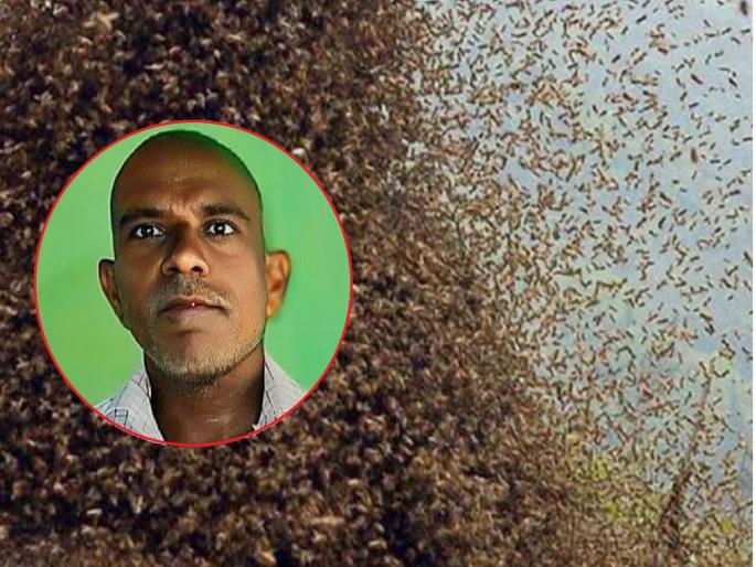 Farmer dies, son seriously injured in thousands of bees attack in Hingoli | शेतात अचानक आग्यामोहळ उठले; हजारो मधमाशांच्या हल्ल्यात शेतकऱ्याचा मृत्यू, मुलगा जखमी Farmer dies, son seriously injured in thousands of bees attack in Hingoli | शेतात अचानक आग्यामोहळ उठले; हजारो मधमाशांच्या हल्ल्यात शेतकऱ्याचा मृत्यू, मुलगा जखमी
