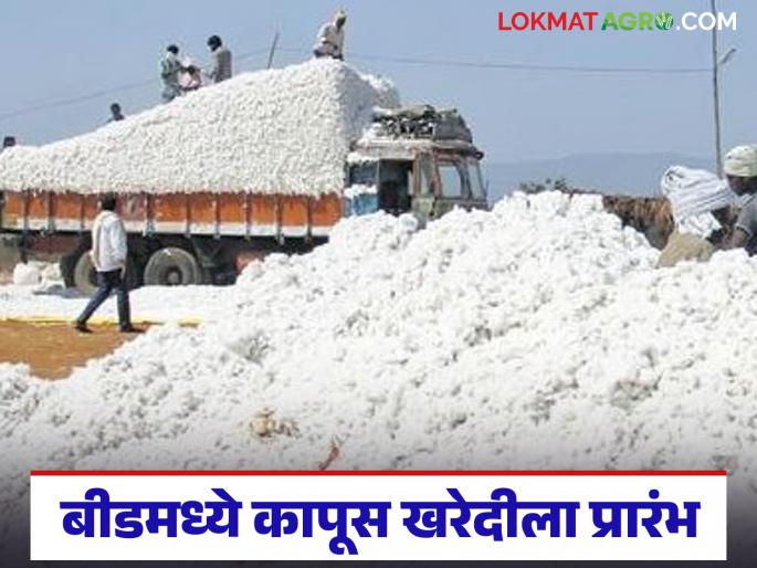 latest news Kapus Kharedi: CCI procurement starts in Beed; 'So many' quintals of cotton sold on the first day! | Kapus Kharedi : बीडमध्ये सीसीआय खरेदीला प्रारंभ; पहिल्याच दिवशी 'इतक्या' क्विंटल कापूस विक्री!