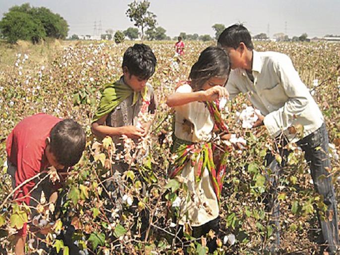 For the poor students as the labour force | कापसाच्या वेचणीने काळवंडली लेकरं; मजुराअभावी वेचणीची मदार शालेय विद्यार्थ्यांवर For the poor students as the labour force | कापसाच्या वेचणीने काळवंडली लेकरं; मजुराअभावी वेचणीची मदार शालेय विद्यार्थ्यांवर