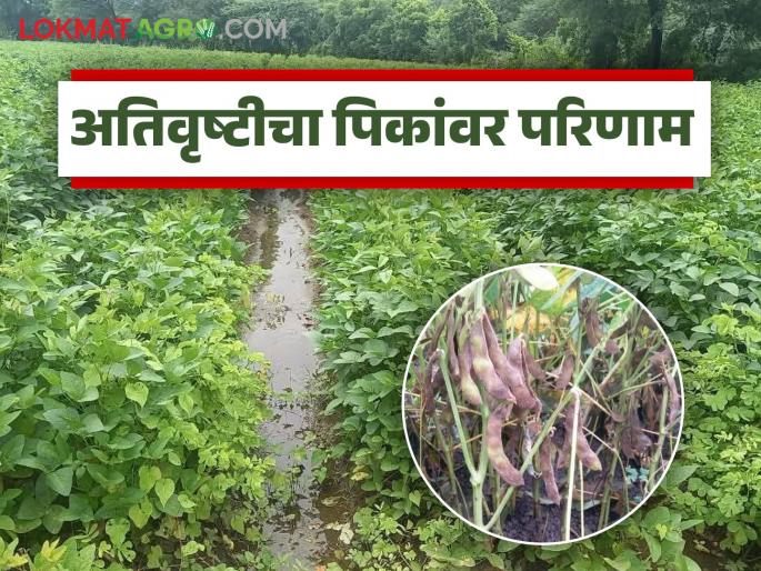 latest news Kharif Crops : Heavy rains hit Kharif crops; Pest infestation is increasing Read in detail | Kharif Crops : अतिवृष्टीचा खरीप पिकांना फटका; किडींचा प्रादुर्भाव वाढतोय वाचा सविस्तर
