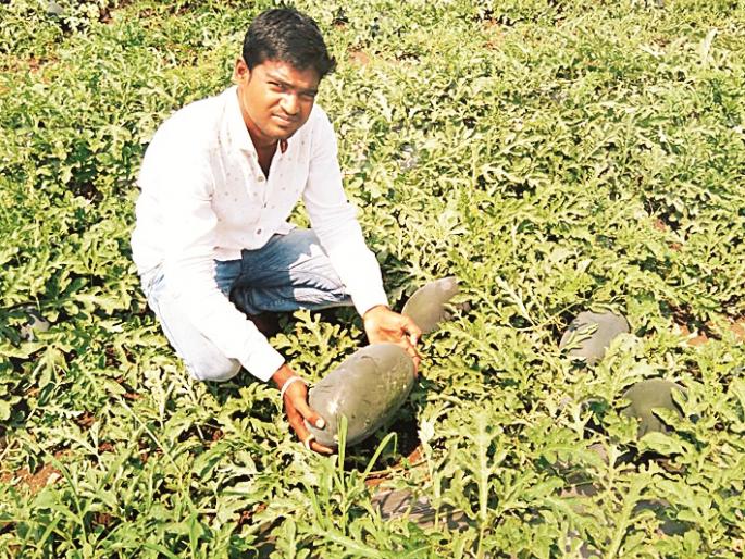 Considering the opportunity for drought in Beed, the farmer gains millions from watermelon farming | बीडमध्ये दुष्काळाला संधी मानत शेतकऱ्याने टरबूज शेतीतून घेतले लाखोचे उत्पन्न Considering the opportunity for drought in Beed, the farmer gains millions from watermelon farming | बीडमध्ये दुष्काळाला संधी मानत शेतकऱ्याने टरबूज शेतीतून घेतले लाखोचे उत्पन्न