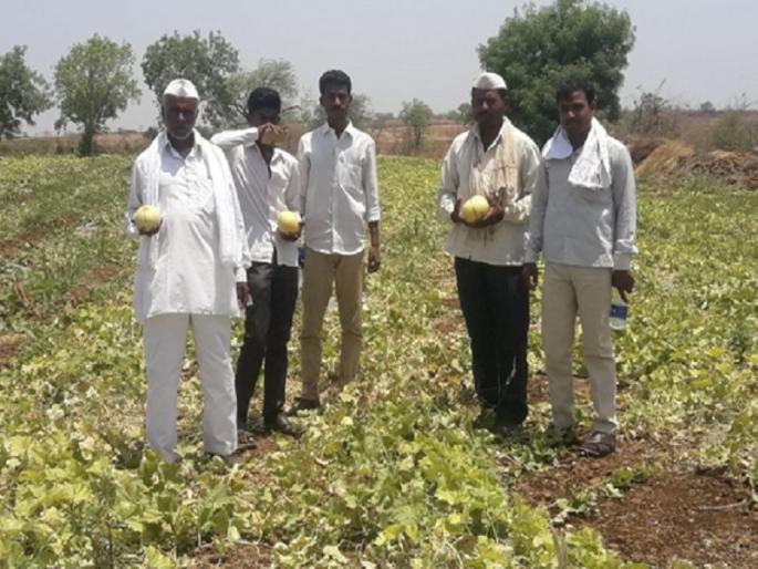 Generation of lacquer of Beed's farmer, blooming on melon fields on a hill | बीडच्या शेतकऱ्याची किमया, उजाड डोंगरावर खरबूज शेती फुलवून घेतले लाखाचे उत्पन्न Generation of lacquer of Beed's farmer, blooming on melon fields on a hill | बीडच्या शेतकऱ्याची किमया, उजाड डोंगरावर खरबूज शेती फुलवून घेतले लाखाचे उत्पन्न