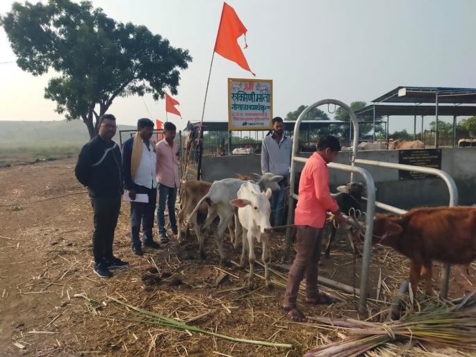 rescue of six calves kept for slaughter in ashti | आष्टीत कत्तलीसाठी डांबून ठेवलेल्या सहा वासरांची सुटका rescue of six calves kept for slaughter in ashti | आष्टीत कत्तलीसाठी डांबून ठेवलेल्या सहा वासरांची सुटका