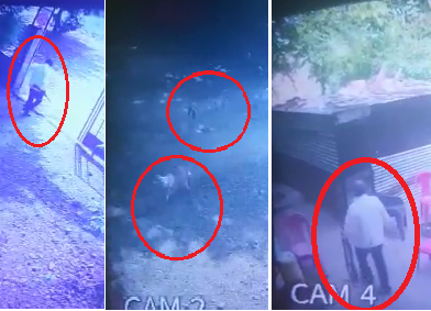 Retired officer fires as dogs bark; One dog dead, one injured | भुंकणाऱ्या कुत्र्यांवर निवृत्त अधिकाऱ्याचा गोळीबार; एका कुत्र्याचा मृत्यू, एक जखमी Retired officer fires as dogs bark; One dog dead, one injured | भुंकणाऱ्या कुत्र्यांवर निवृत्त अधिकाऱ्याचा गोळीबार; एका कुत्र्याचा मृत्यू, एक जखमी