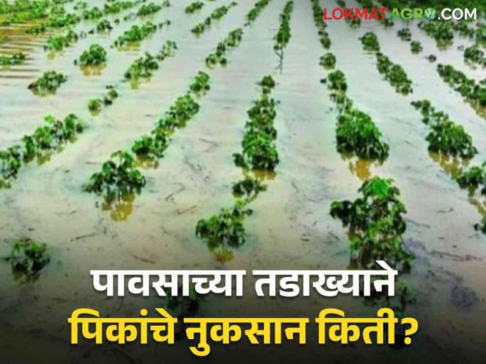 A burst of rain; Panchnama of crop damage on 58 thousand hectares has started | पावसाचा तडाखा; ५८ हजार हेक्टरवरील पिकांच्या नुकसान पंचनाम्यास सुरुवात A burst of rain; Panchnama of crop damage on 58 thousand hectares has started | पावसाचा तडाखा; ५८ हजार हेक्टरवरील पिकांच्या नुकसान पंचनाम्यास सुरुवात