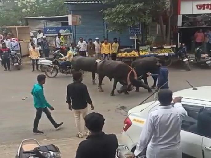 Run ... Run ... People rush to the spot due to the collision of buffaloes ! | धावाधावा...पळापळा...भररस्त्यात रेड्यांच्या टक्करीने लोकांची धांदल ! Run ... Run ... People rush to the spot due to the collision of buffaloes ! | धावाधावा...पळापळा...भररस्त्यात रेड्यांच्या टक्करीने लोकांची धांदल !