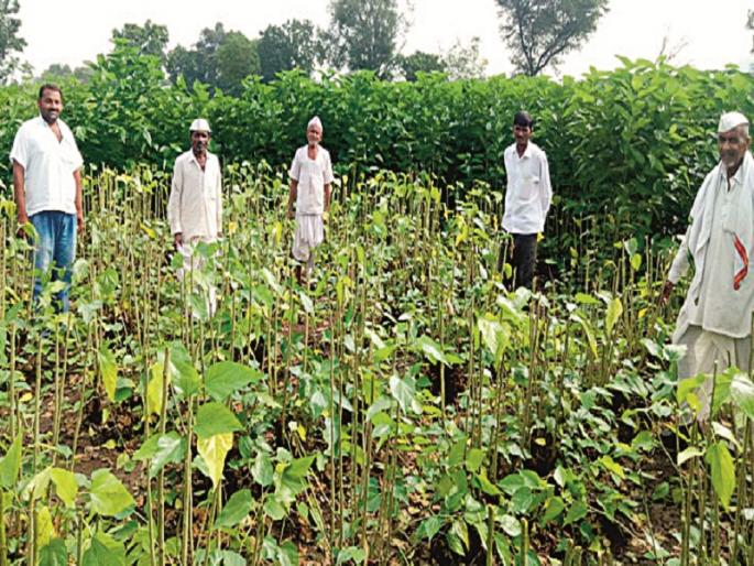 Village of Silk Producers: A new identity of Sonimoha village in Beed district | रेशीम उत्पादकांचे गाव : बीड जिल्ह्यातील सोनीमोहा गावची नवी ओळख Village of Silk Producers: A new identity of Sonimoha village in Beed district | रेशीम उत्पादकांचे गाव : बीड जिल्ह्यातील सोनीमोहा गावची नवी ओळख