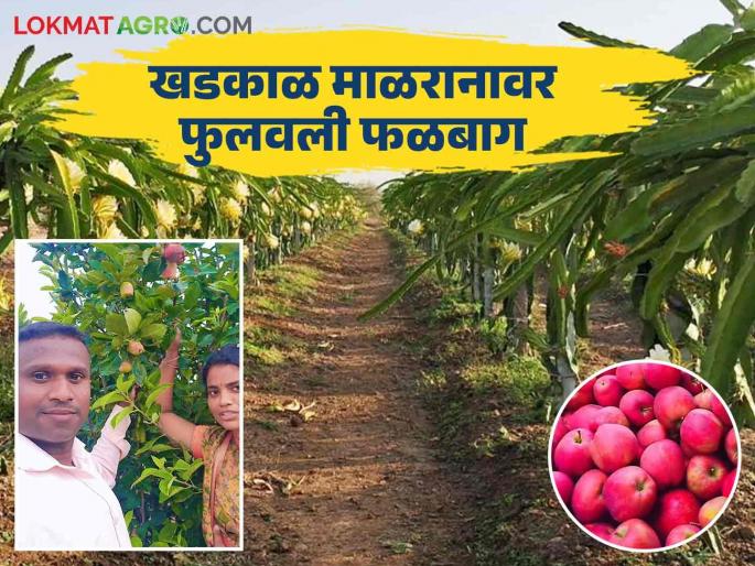 Farmer Success Story : Highly educated couple Farmer Success Story from beed | Farmer Success Story : उच्च शिक्षित गावडे दाम्पत्याने केले माळरानाचे नंदनवन.....वाचा त्यांची यशोगाथा