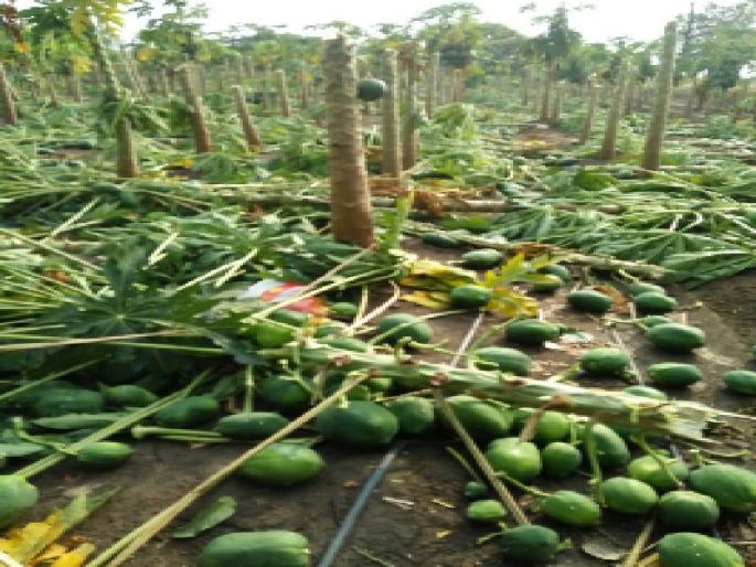 Hail face of hail | गारांच्या तडाख्याने हिरावला तोंडचा घास  Hail face of hail | गारांच्या तडाख्याने हिरावला तोंडचा घास