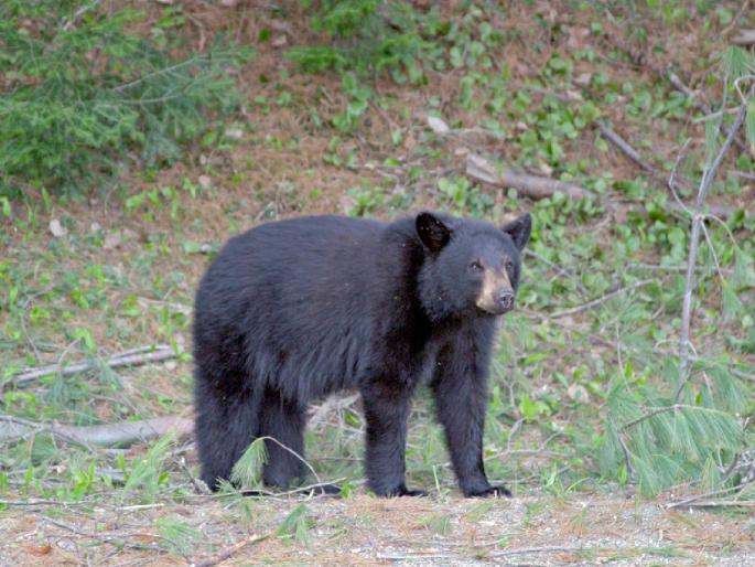 A bear fatally attacks a woman picking cotton; Mother's life is saved by a brave toddler | कापूस वेचणाऱ्या महिलेवर अस्वलाचा जीवघेणा हल्ला; धाडसी चिमुकल्यामुळे वाचला आईचा जीव A bear fatally attacks a woman picking cotton; Mother's life is saved by a brave toddler | कापूस वेचणाऱ्या महिलेवर अस्वलाचा जीवघेणा हल्ला; धाडसी चिमुकल्यामुळे वाचला आईचा जीव