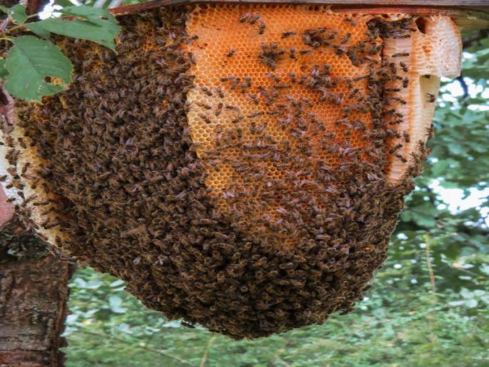 Bees attacks on students visiting caves 30 injured one girl in critical condition | लेणी पाहण्यासाठी आलेल्या विद्यार्थ्यांवर मधमाशांचा हल्ला; ३० जखमी, एका मुलीची प्रकृती गंभीर Bees attacks on students visiting caves 30 injured one girl in critical condition | लेणी पाहण्यासाठी आलेल्या विद्यार्थ्यांवर मधमाशांचा हल्ला; ३० जखमी, एका मुलीची प्रकृती गंभीर